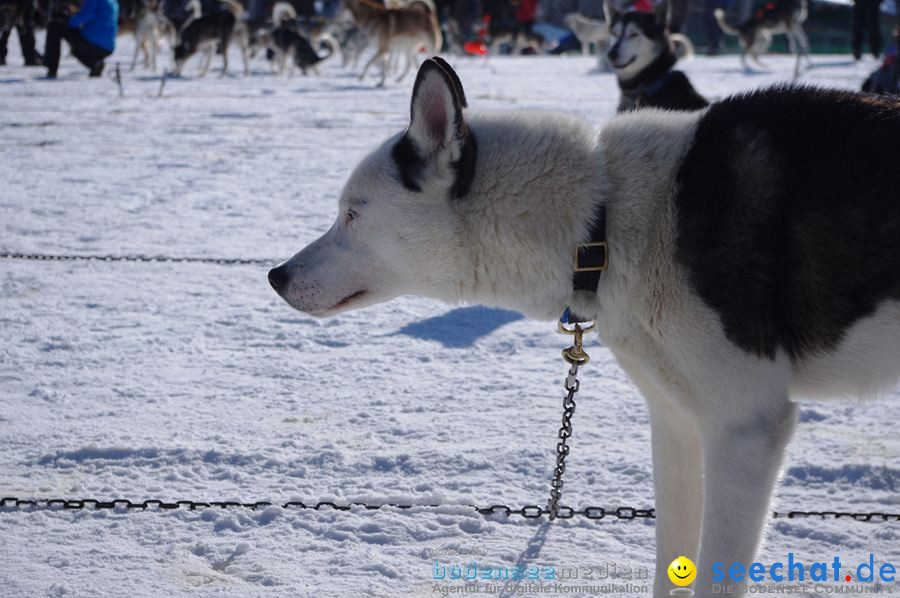 Schlittenhunderennen 2012: Bernau im Schwarzwald, 04.02.2012