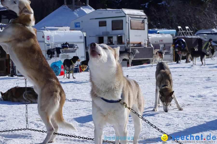 Schlittenhunderennen 2012: Bernau im Schwarzwald, 04.02.2012