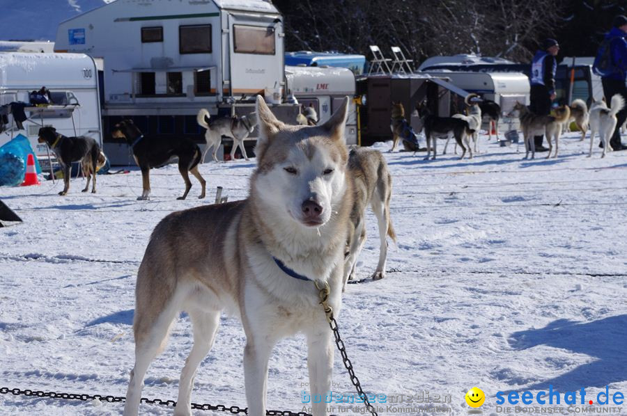 Schlittenhunderennen 2012: Bernau im Schwarzwald, 04.02.2012