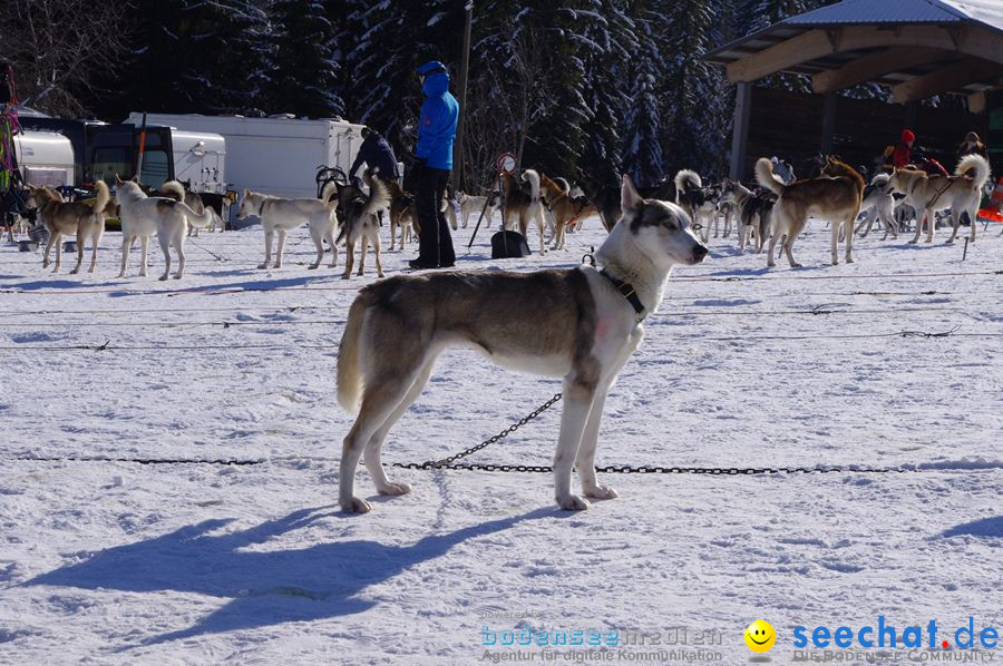 Schlittenhunderennen 2012: Bernau im Schwarzwald, 04.02.2012