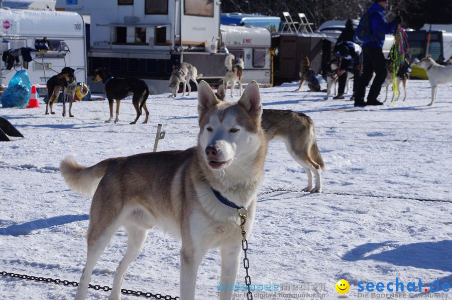 Schlittenhunderennen 2012: Bernau im Schwarzwald, 04.02.2012