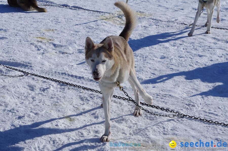 Schlittenhunderennen 2012: Bernau im Schwarzwald, 04.02.2012