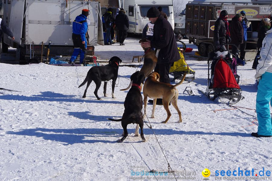 Schlittenhunderennen 2012: Bernau im Schwarzwald, 04.02.2012