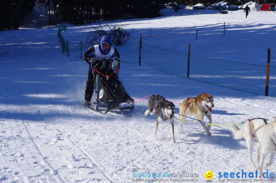 Schlittenhunderennen 2012: Bernau im Schwarzwald, 04.02.2012