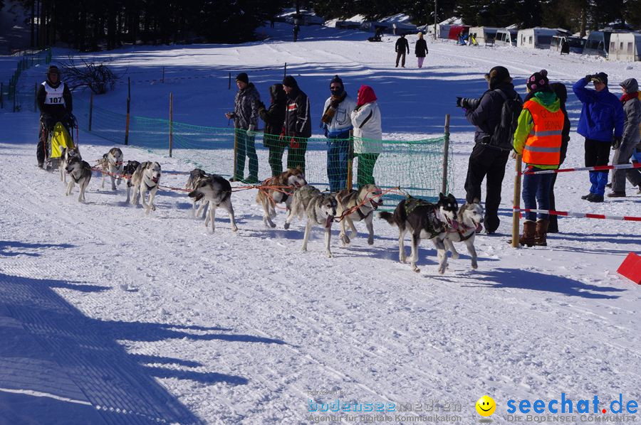 Schlittenhunderennen 2012: Bernau im Schwarzwald, 04.02.2012