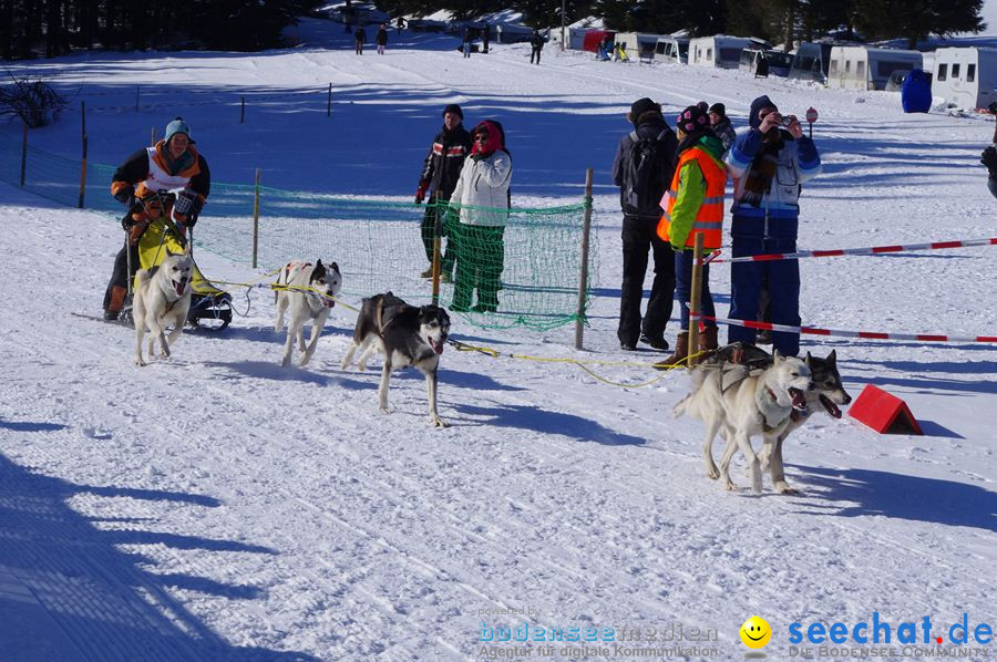 Schlittenhunderennen 2012: Bernau im Schwarzwald, 04.02.2012