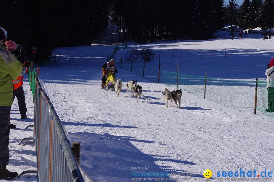 Schlittenhunderennen 2012: Bernau im Schwarzwald, 04.02.2012