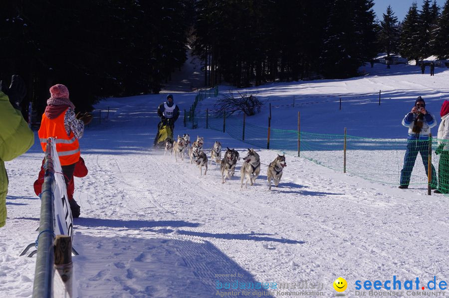 Schlittenhunderennen 2012: Bernau im Schwarzwald, 04.02.2012