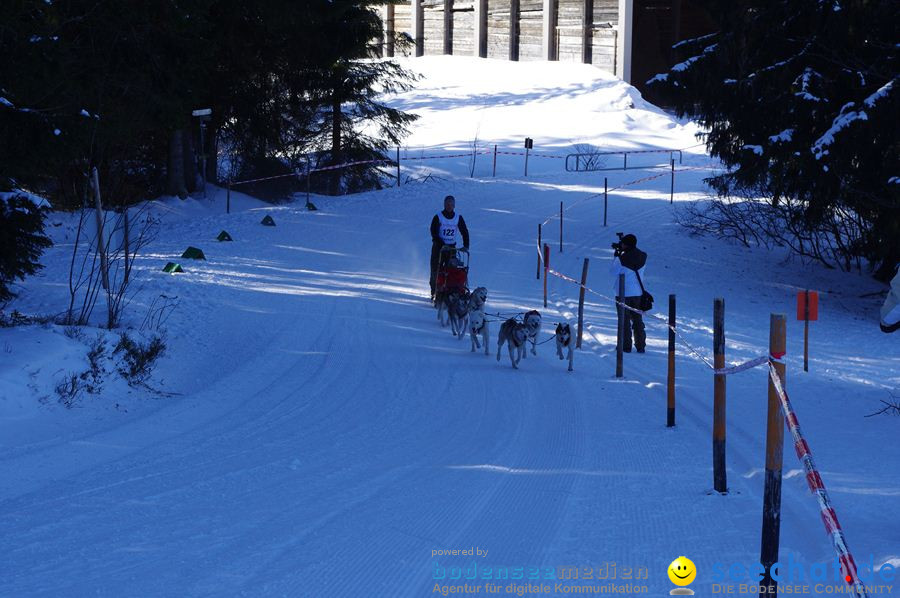 Schlittenhunderennen 2012: Bernau im Schwarzwald, 04.02.2012