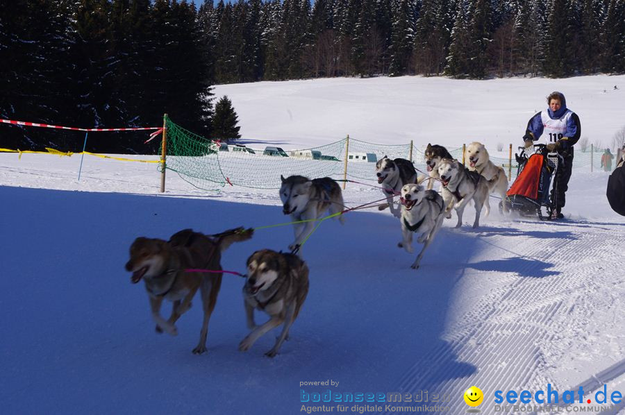 Schlittenhunderennen 2012: Bernau im Schwarzwald, 04.02.2012