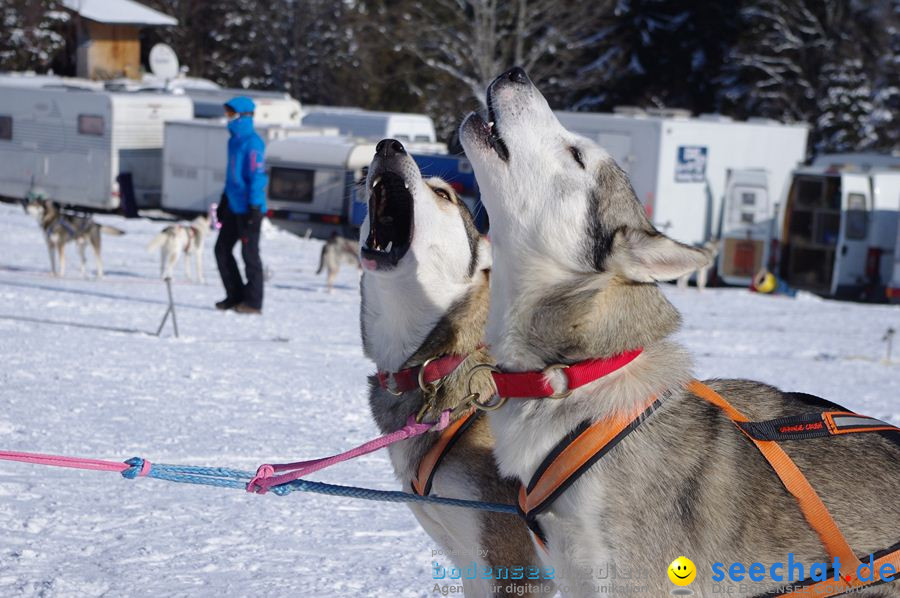 Schlittenhunderennen 2012: Bernau im Schwarzwald, 04.02.2012