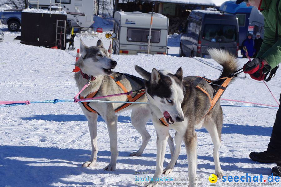 Schlittenhunderennen 2012: Bernau im Schwarzwald, 04.02.2012