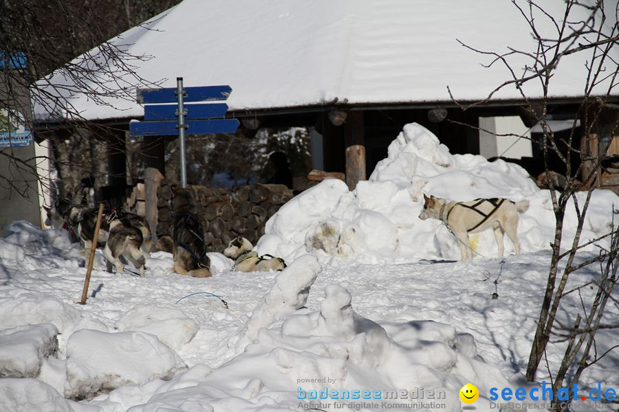 Schlittenhunderennen 2012: Bernau im Schwarzwald, 04.02.2012