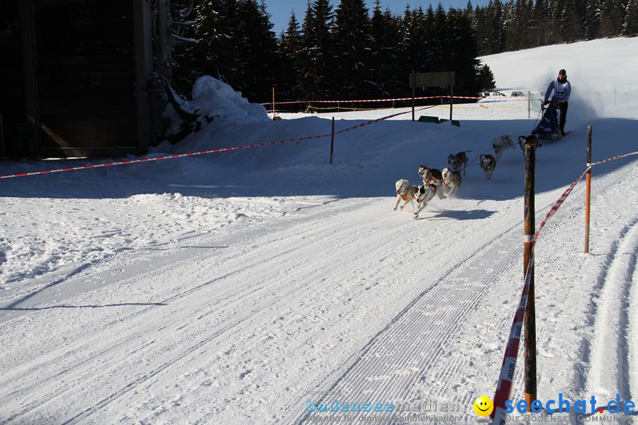 Schlittenhunderennen 2012: Bernau im Schwarzwald, 04.02.2012