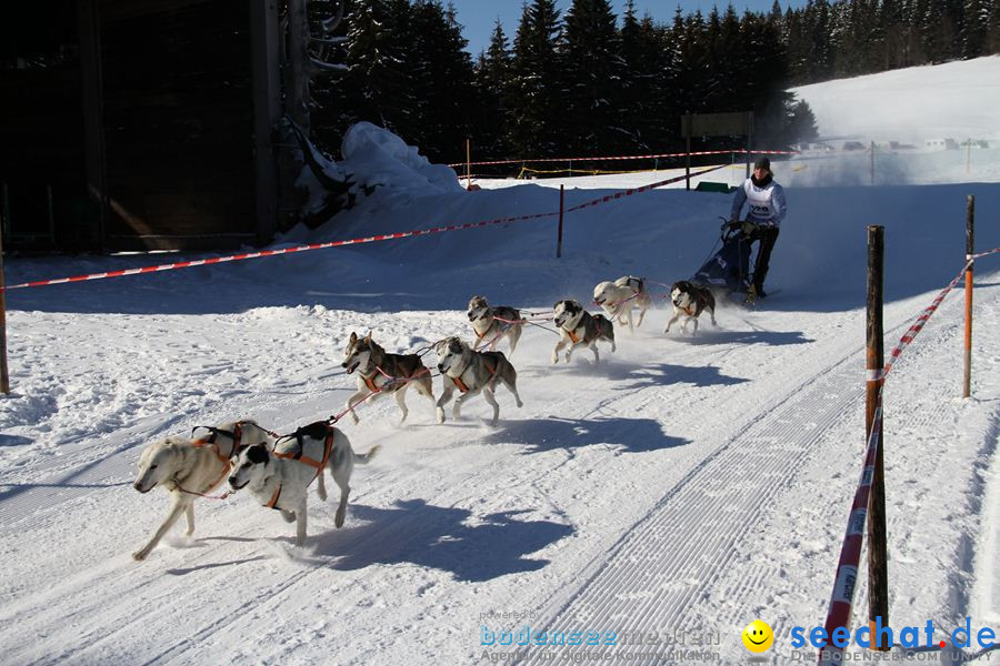 Schlittenhunderennen 2012: Bernau im Schwarzwald, 04.02.2012