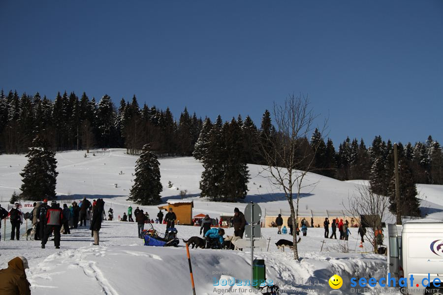 Schlittenhunderennen 2012: Bernau im Schwarzwald, 04.02.2012