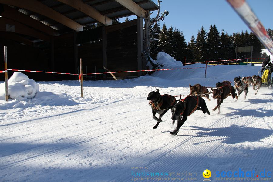 Schlittenhunderennen 2012: Bernau im Schwarzwald, 04.02.2012