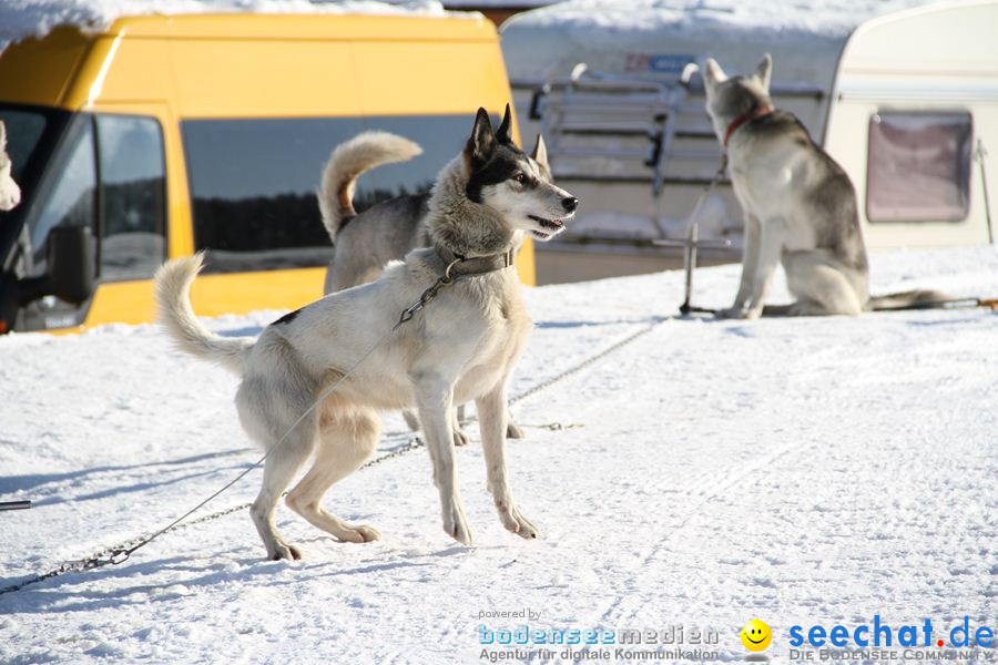 Schlittenhunderennen 2012: Bernau im Schwarzwald, 04.02.2012