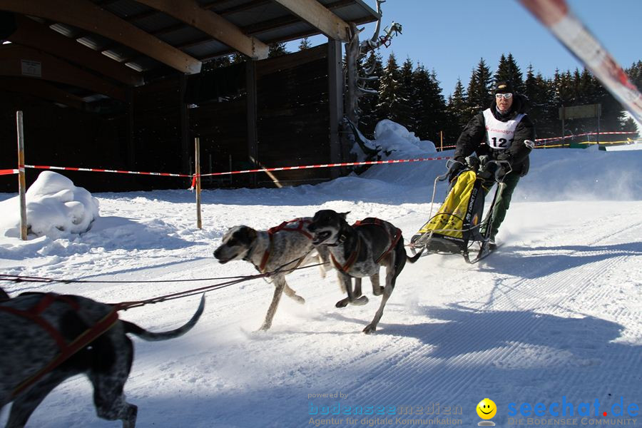 Schlittenhunderennen 2012: Bernau im Schwarzwald, 04.02.2012