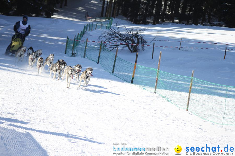 Schlittenhunderennen 2012: Bernau im Schwarzwald, 04.02.2012