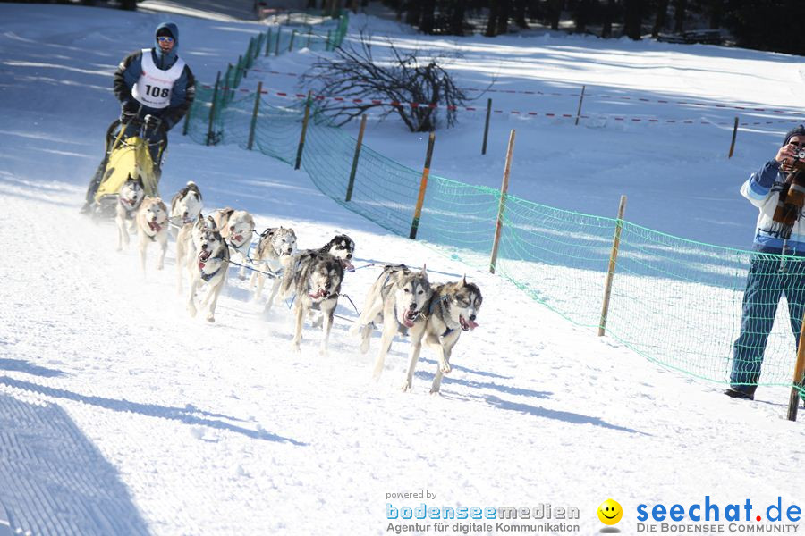 Schlittenhunderennen 2012: Bernau im Schwarzwald, 04.02.2012