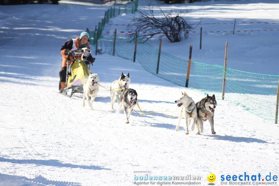 Schlittenhunderennen 2012: Bernau im Schwarzwald, 04.02.2012