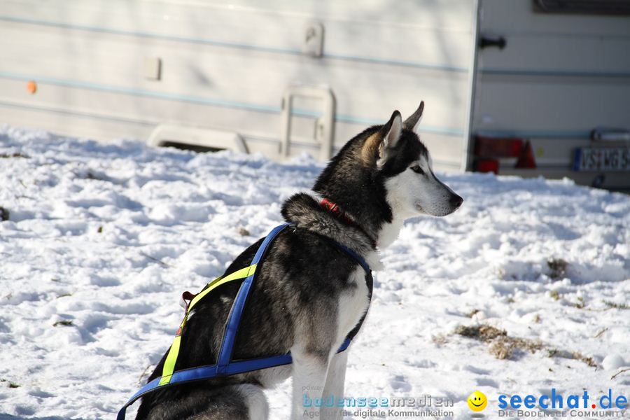 Schlittenhunderennen 2012: Bernau im Schwarzwald, 04.02.2012