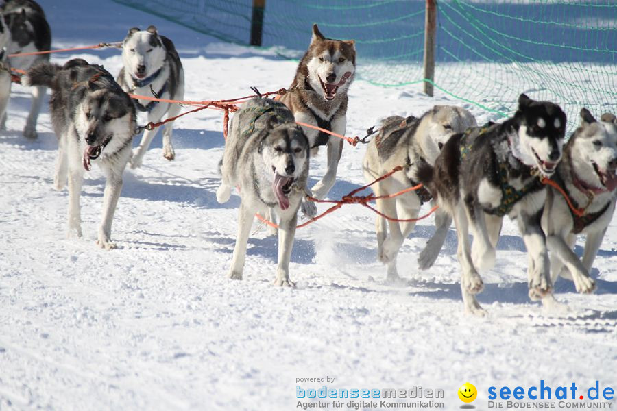 Schlittenhunderennen 2012: Bernau im Schwarzwald, 04.02.2012