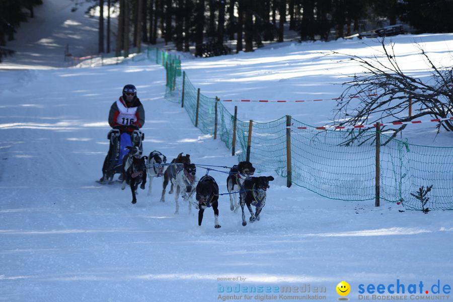 Schlittenhunderennen 2012: Bernau im Schwarzwald, 04.02.2012