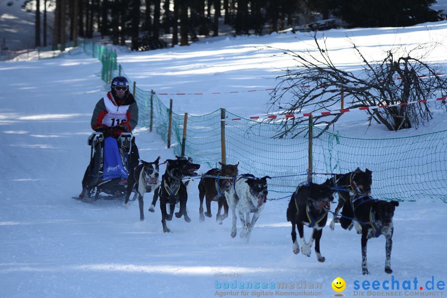 Schlittenhunderennen 2012: Bernau im Schwarzwald, 04.02.2012