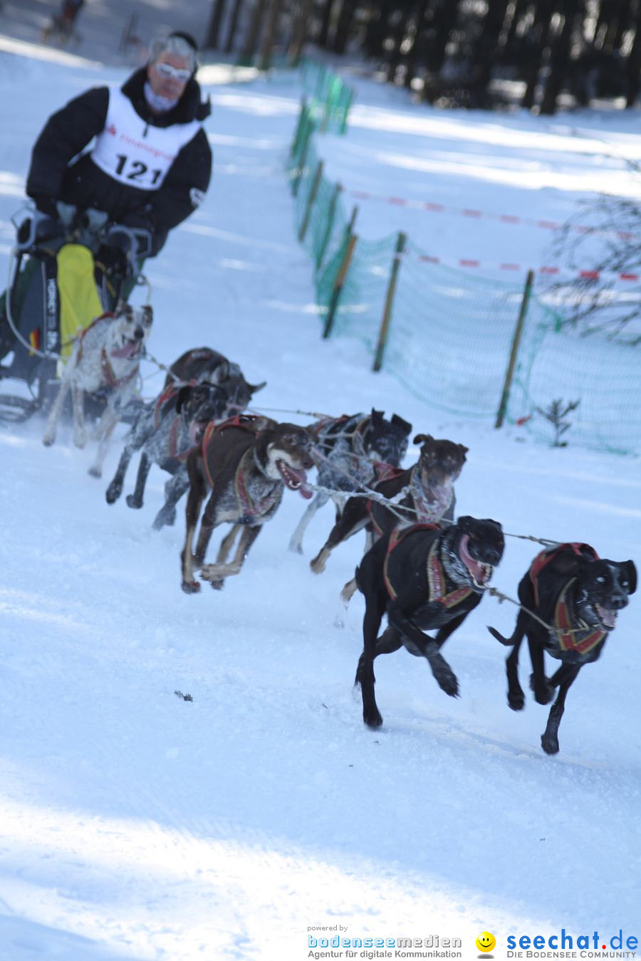 Schlittenhunderennen 2012: Bernau im Schwarzwald, 04.02.2012