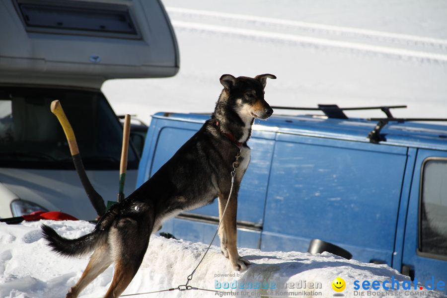 Schlittenhunderennen 2012: Bernau im Schwarzwald, 04.02.2012