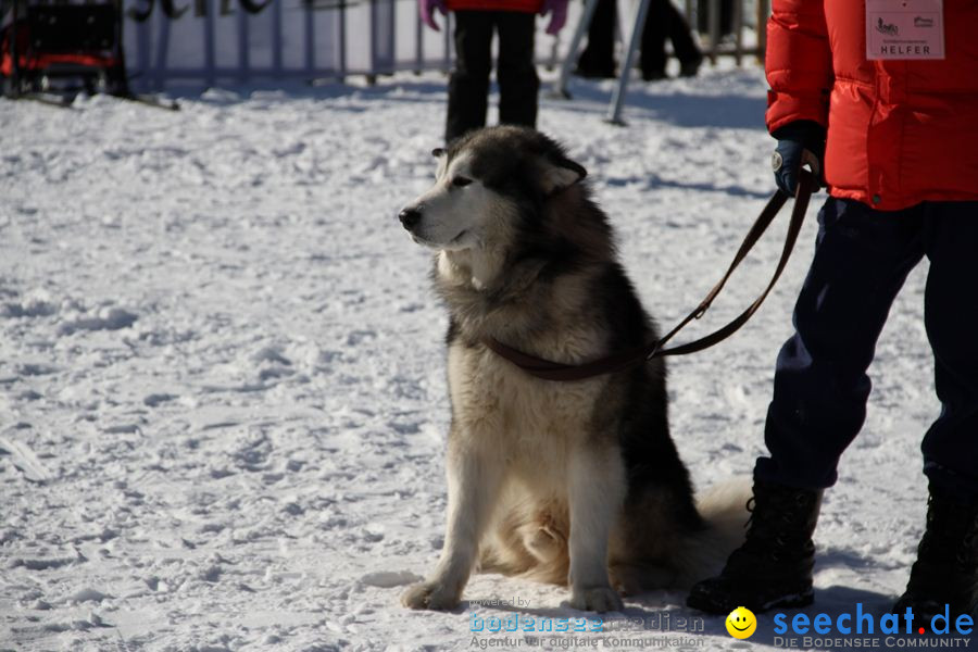 Schlittenhunderennen 2012: Bernau im Schwarzwald, 04.02.2012