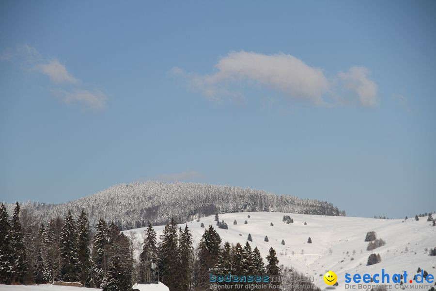 Schlittenhunderennen 2012: Bernau im Schwarzwald, 04.02.2012