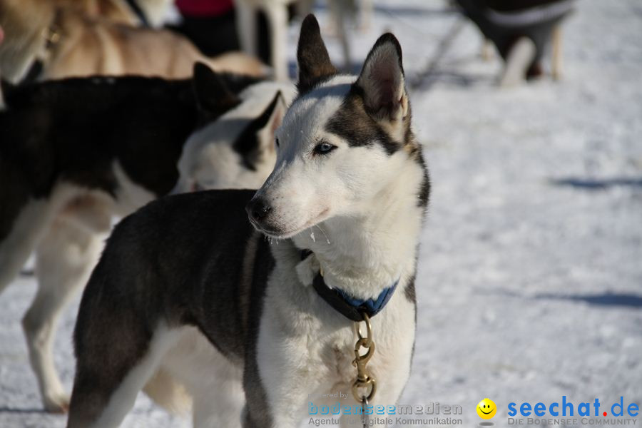 Schlittenhunderennen 2012: Bernau im Schwarzwald, 04.02.2012