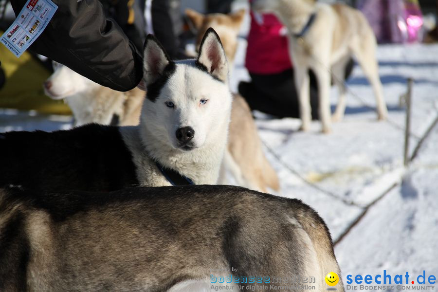 Schlittenhunderennen 2012: Bernau im Schwarzwald, 04.02.2012