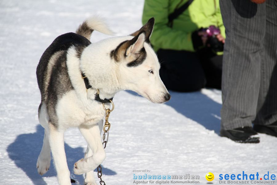 Schlittenhunderennen 2012: Bernau im Schwarzwald, 04.02.2012