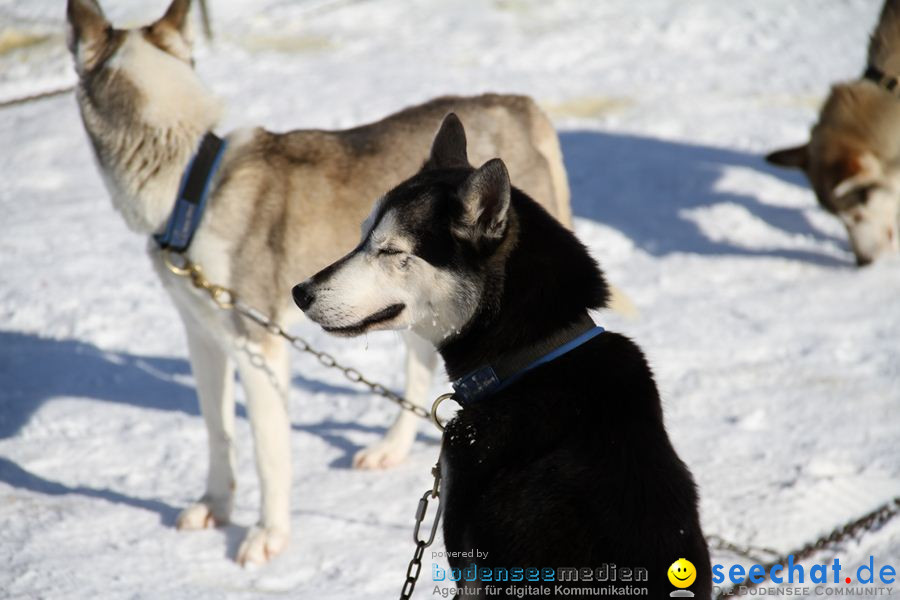 Schlittenhunderennen 2012: Bernau im Schwarzwald, 04.02.2012