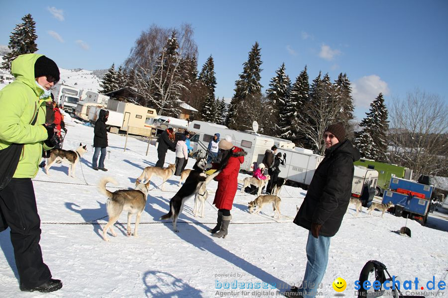 Schlittenhunderennen 2012: Bernau im Schwarzwald, 04.02.2012