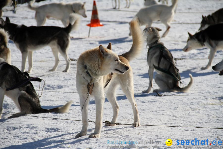 Schlittenhunderennen 2012: Bernau im Schwarzwald, 04.02.2012