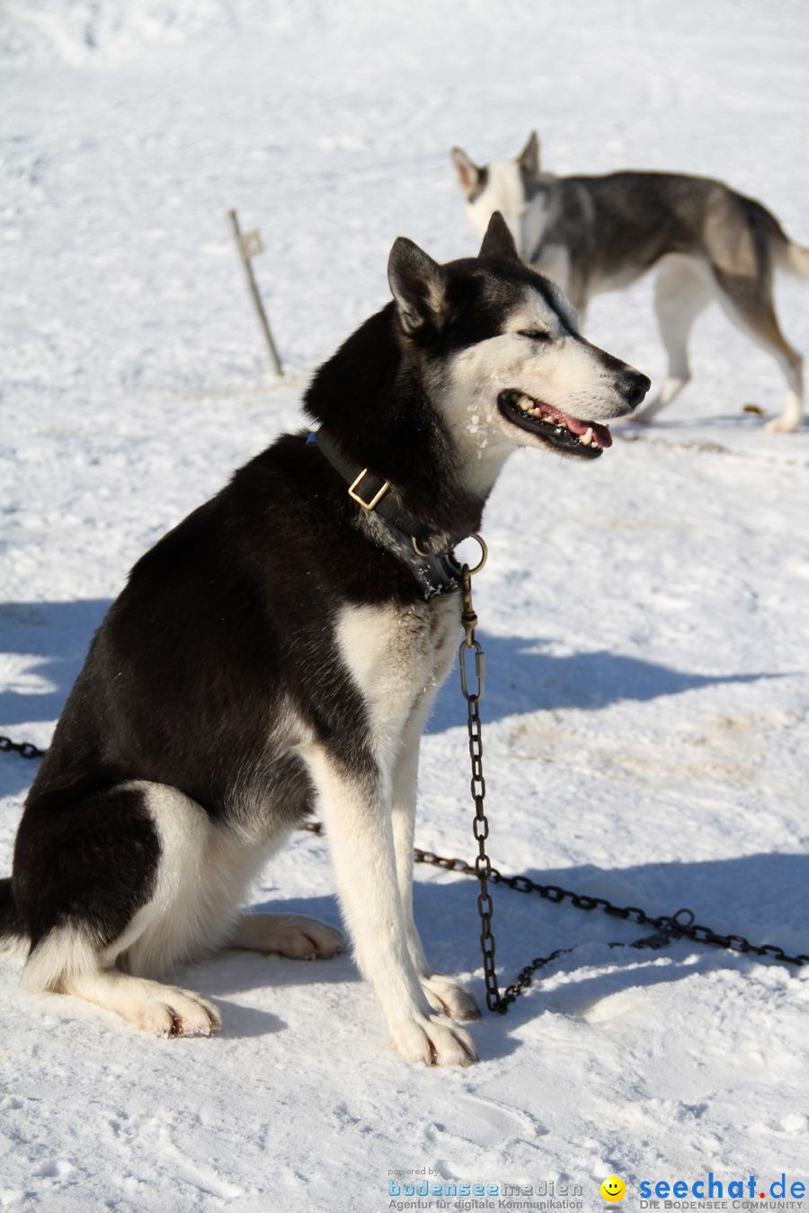 Schlittenhunderennen 2012: Bernau im Schwarzwald, 04.02.2012