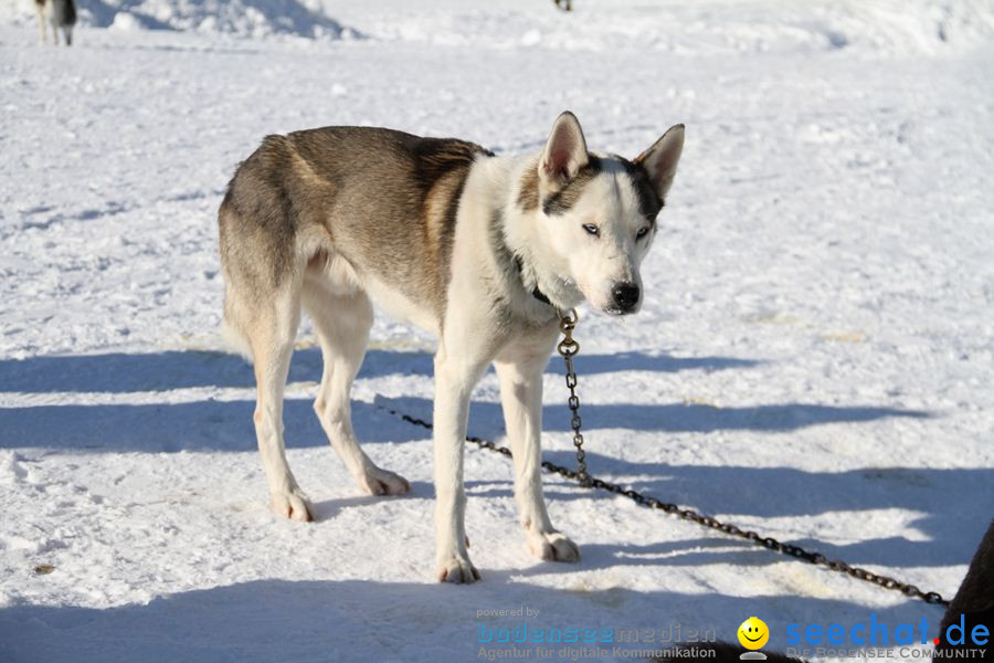 Schlittenhunderennen 2012: Bernau im Schwarzwald, 04.02.2012