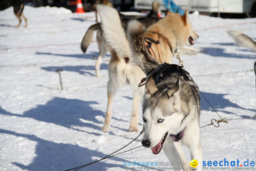 Schlittenhunderennen 2012: Bernau im Schwarzwald, 04.02.2012