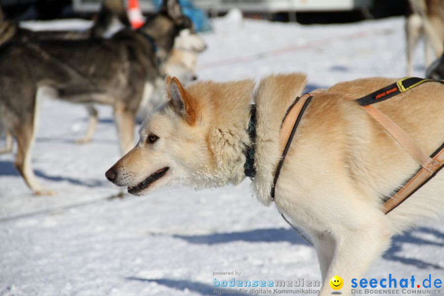 Schlittenhunderennen 2012: Bernau im Schwarzwald, 04.02.2012