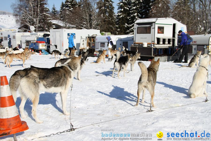 Schlittenhunderennen 2012: Bernau im Schwarzwald, 04.02.2012