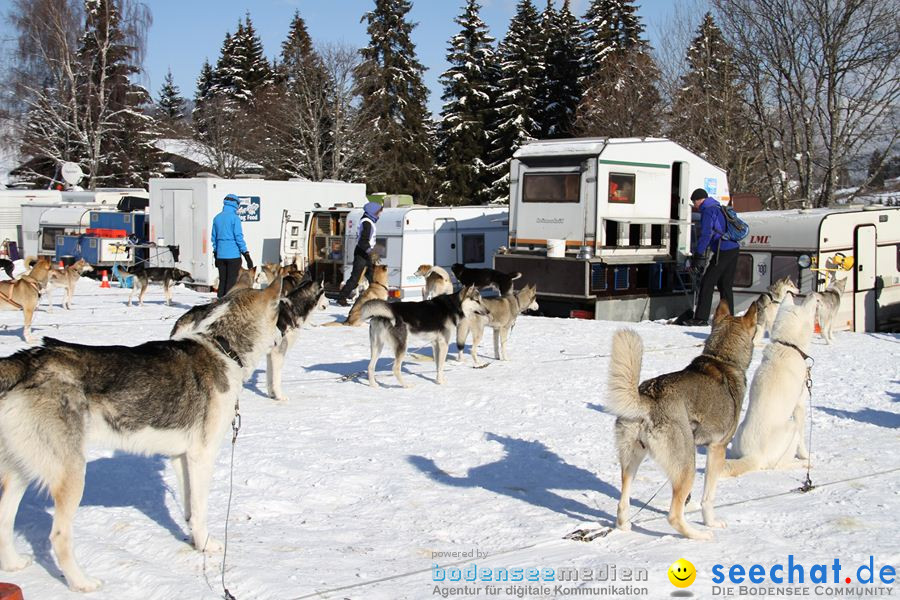 Schlittenhunderennen 2012: Bernau im Schwarzwald, 04.02.2012