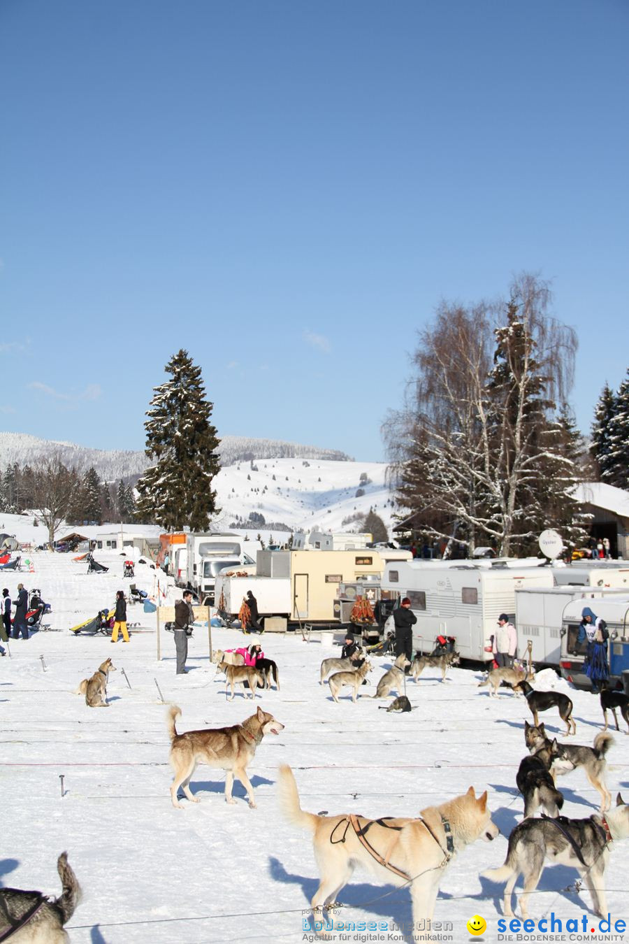 Schlittenhunderennen 2012: Bernau im Schwarzwald, 04.02.2012