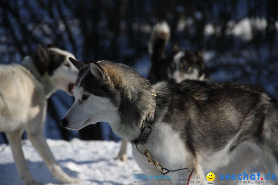 Schlittenhunderennen 2012: Bernau im Schwarzwald, 04.02.2012