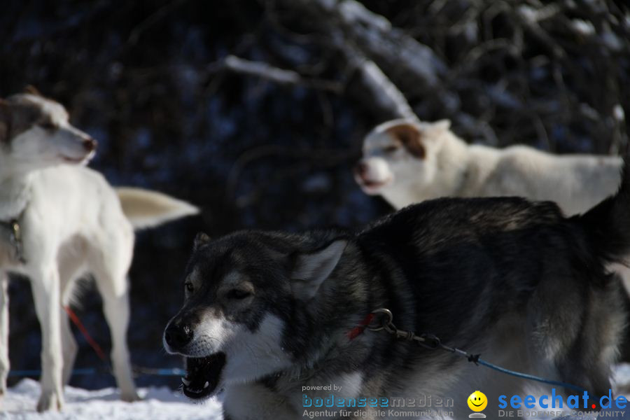 Schlittenhunderennen 2012: Bernau im Schwarzwald, 04.02.2012