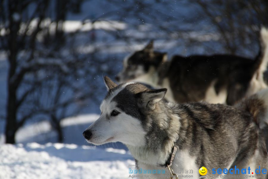 Schlittenhunderennen 2012: Bernau im Schwarzwald, 04.02.2012